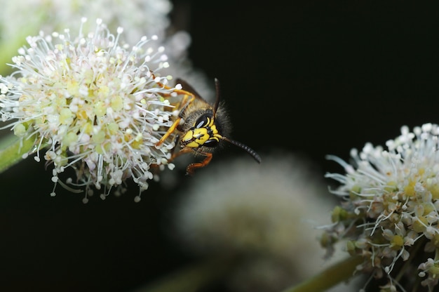 De wesp zit op een bloem - vooraanzicht