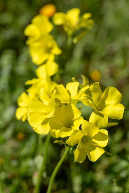 De wetenschappelijke naam is Oxalis pes-caprae (Oxalis cernua). De Engelse naam is boterbloemoxalis.