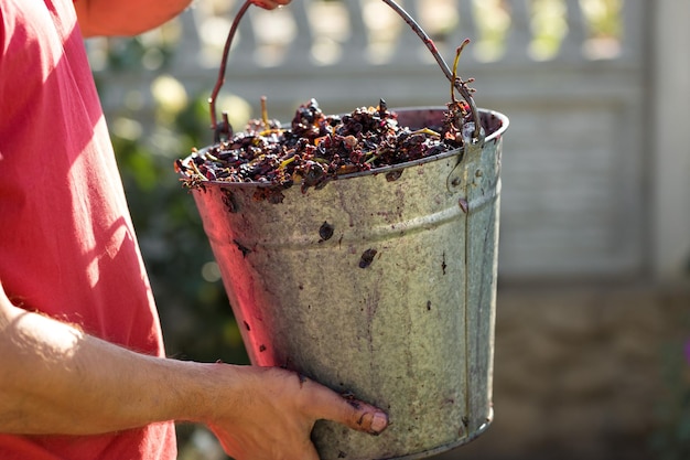 De wijnmaker giet grondstoffen in de pers Productie van traditionele Italiaanse wijnen die druiven pletten