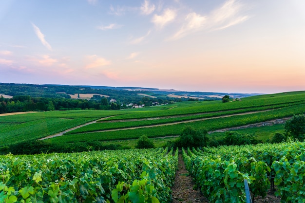 De wijnstokdruif van de rij in champagnewijngaarden bij het plattelandsdorp van montagne de reims