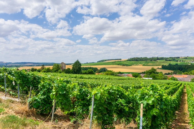 De wijnstokdruif van de rij in champagnewijngaarden bij het plattelandsdorp van montagne DE reims