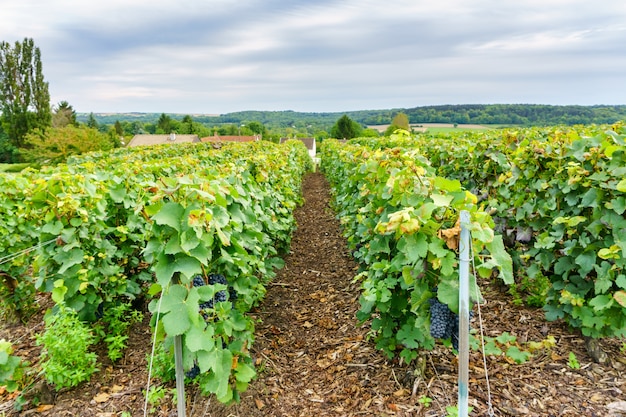 De wijnstokdruif van de rij in champagnewijngaarden bij montagne DE reims, Frankrijk