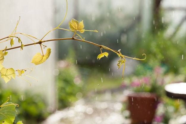 De wijnstoktak in de regen