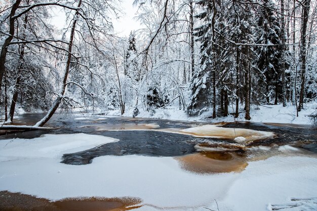 De wilde bevroren kleine rivier in de winter hout de wilde natuur bij zonsondergang de rivier van rode kleur ijs...
