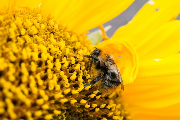 De wilde bij verzamelt stuifmeel, nectar in gele zonnebloembloem, selectieve nadruk