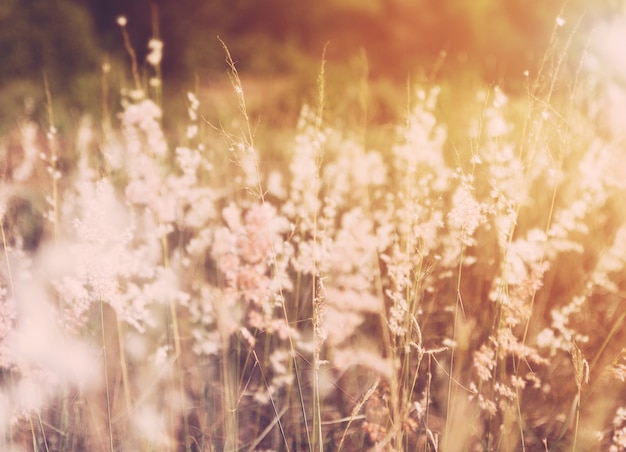 De wilde bloem met uitstekende filter unfocused achtergrond