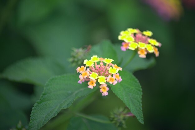 De wilde bloemen