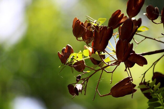 De wilde noten die aan de boom hangen