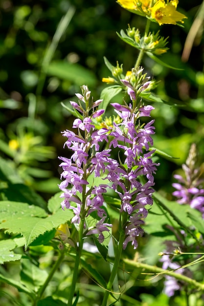 De wilde orchidee dactylorhiza maculata met roze bloemen groeit in zijn natuurlijke habitat