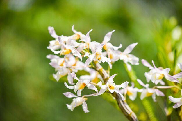 De wilde orchideeën bloeien wit en geel op groene aard