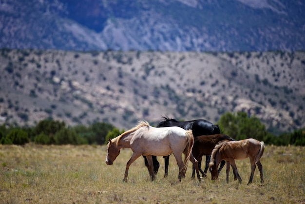 De wilde paarden een kudde paarden in het amerikaanse bergen nationaal park usa