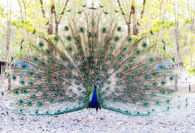 De wilde Pauw gaat in donker tropisch bos met Uit Veren