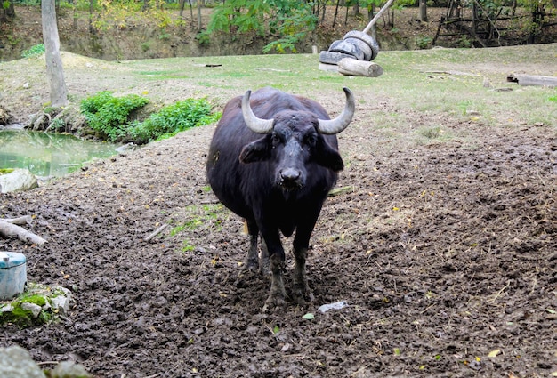 De wilde waterbuffel met witte hoorns Ook wel Aziatische buffel en wilde Aziatische buffel genoemd.