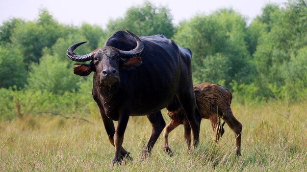 De wilde zwarte buffels sluiten omhoog