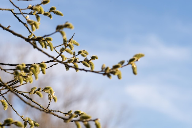 De wilg bloeide in de lente