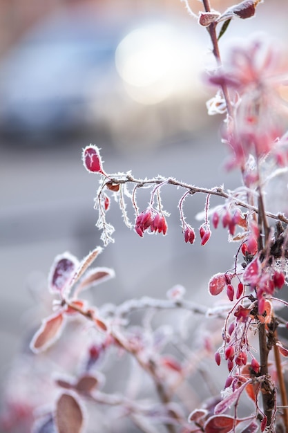 De winter komt eraan Eerste vorst