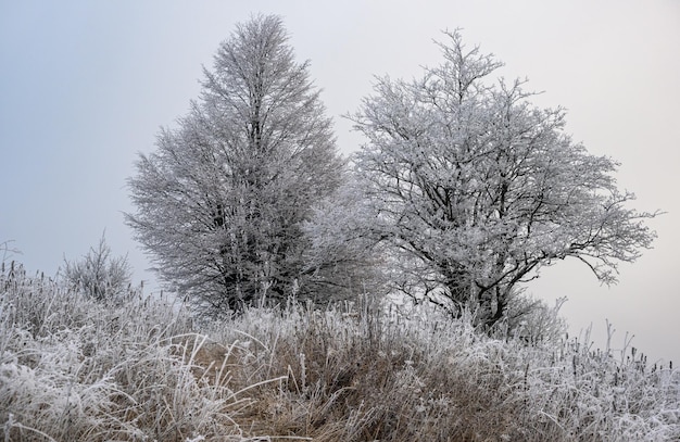 De winter komt eraan Pittoreske mistige en humeurige pre-zonsopgangscène in de late herfst berglandschap met rijp op grassen bomen hellingen Oekraïne Karpaten