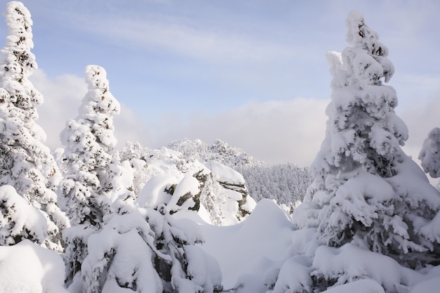 De winterrijp en sneeuw behandelde sparren op berghelling.