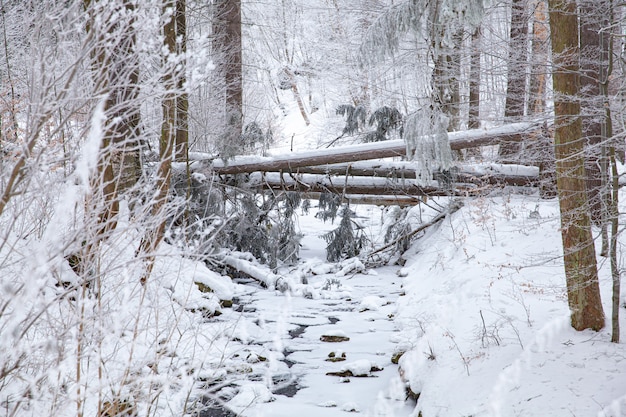 De winterscène in een rustzone dichtbij een bos. Banken en sneeuwmannen, bosweg