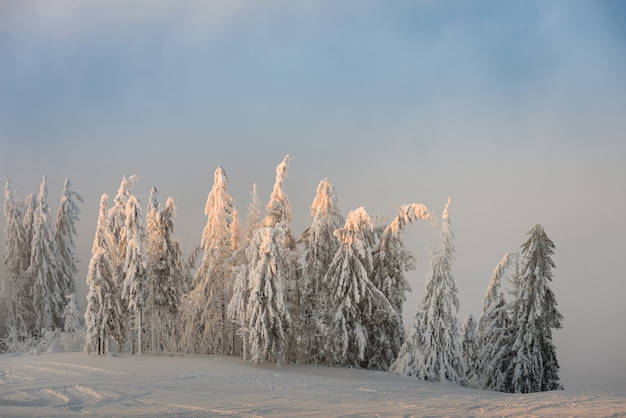 De wintersneeuw behandelde sparren op bergen op blauwe hemel met zon