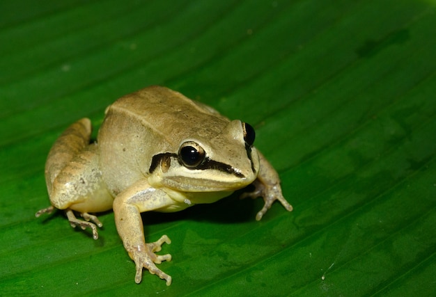 De witgevlekte boomkikker