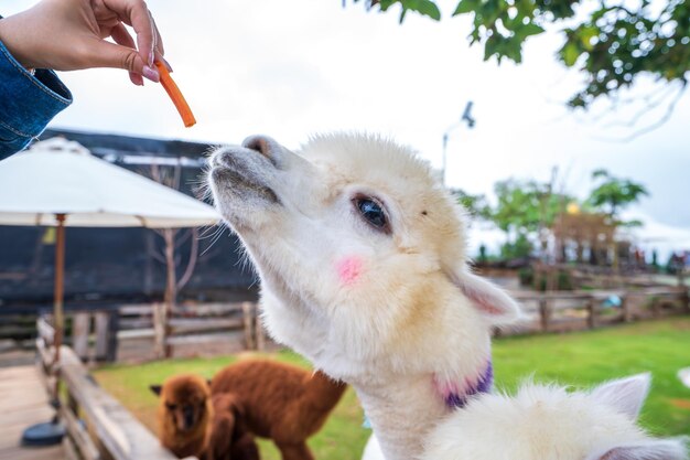 De witte alpaca eet graag wortel.