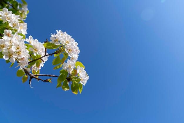 De witte appelbloesems zijn spectaculair tijdens de bloei