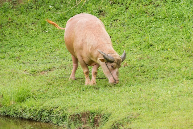 De witte buffel eet het gras