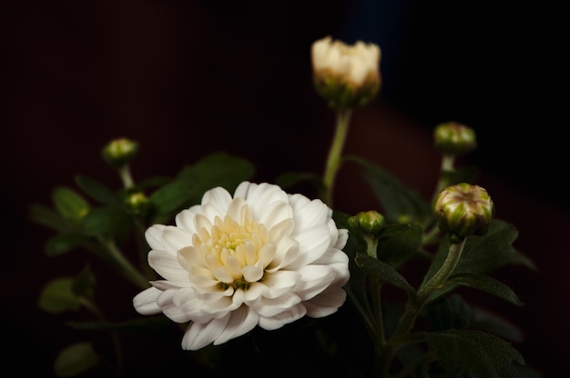 De witte chrysant bloeit close-up op een zwarte. Onderwerp fotografie. Conceptueel.