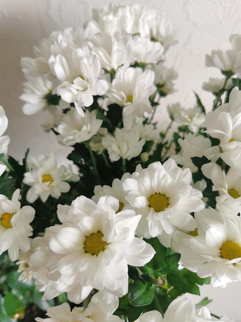 De witte Chrysantboom bloeit dicht omhoog