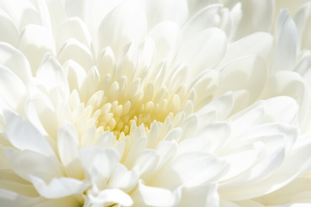 De witte Chrysantboom bloeit dicht omhoog