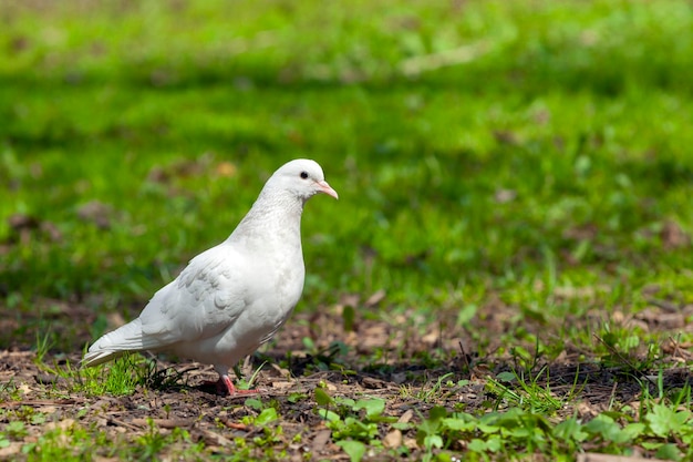 De witte duif is een symbool van vrede op aarde