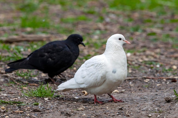 De witte duif is een symbool van vrede op aarde