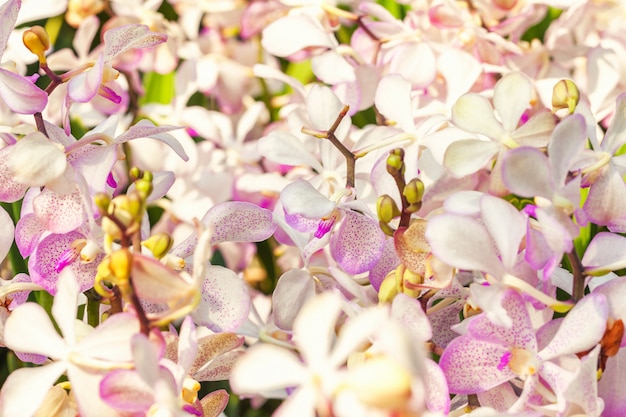 De witte en lilac close-up van het orchideegebied. Bloem macro.