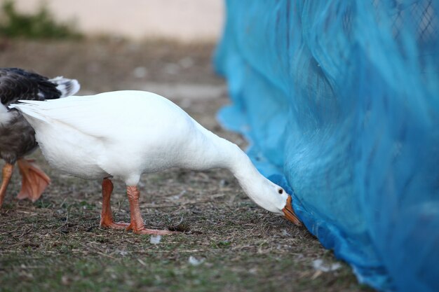 De witte gans kijkt voedsel onder netto in tuin