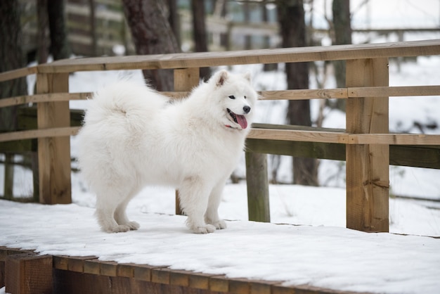 De witte hond van Samojeed is op de weg van het sneeuwpad in Letland