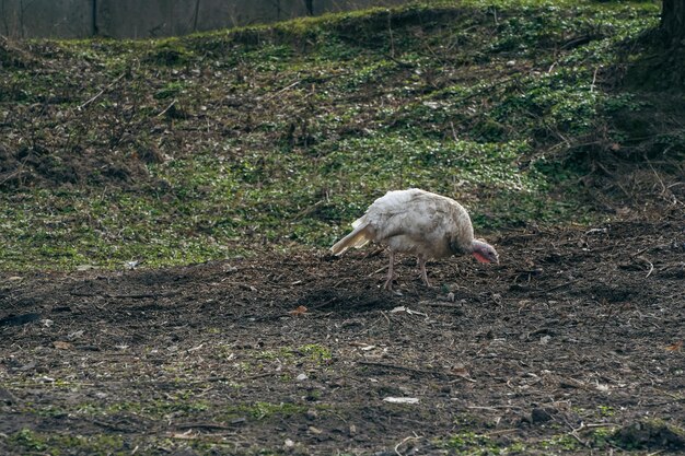 De witte kalkoen is erg groot op het platteland.