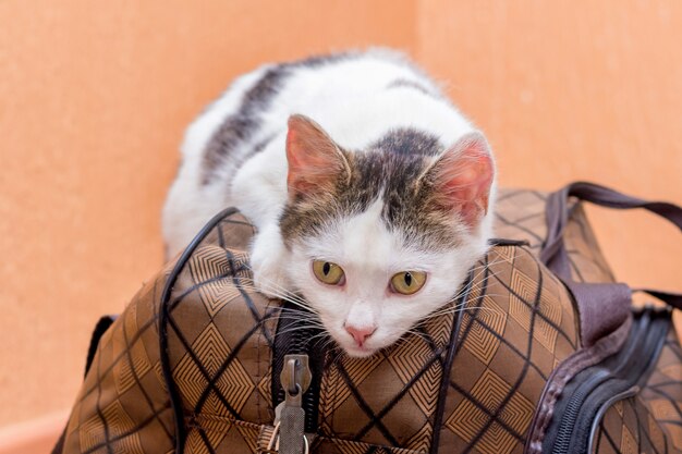 De witte kat zit op een koffer. Wachten op de trein op het treinstation. Passagier met koffer onderweg