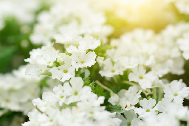 De witte kleine bloemen in groen gras bij zonsopgang Textuur