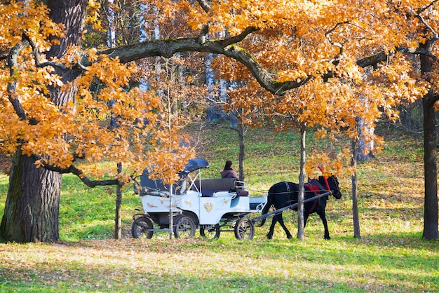 De witte koets met een zwart paard in het park.