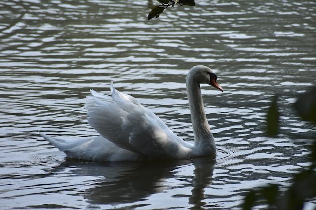 Foto de witte kraanvogel zwemt in lake