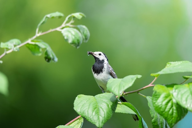 De witte kwikstaart Motacilla alba