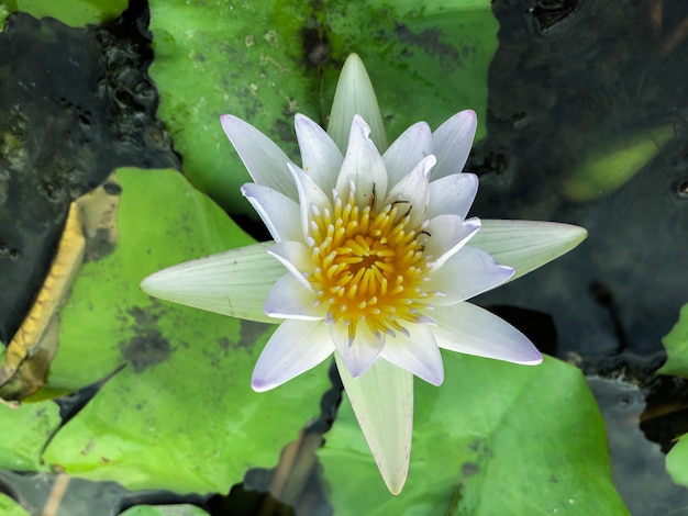 Foto de witte lotus staat op het punt prachtig te bloeien