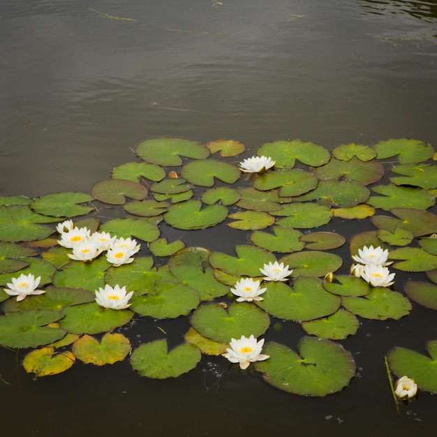 De witte lotusbloem op groene bladachtergrond