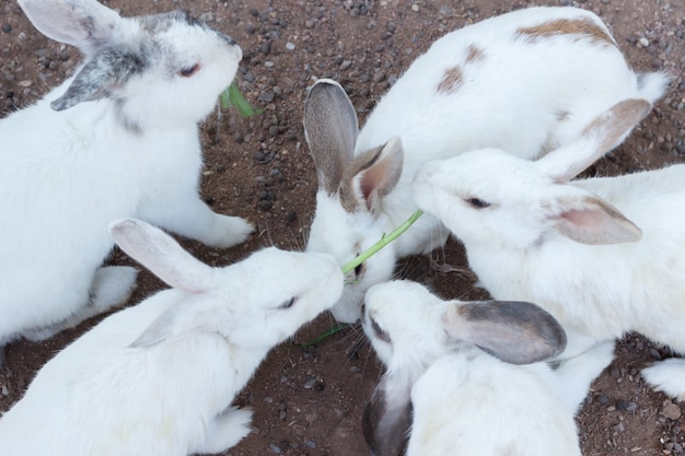 De witte onscherpe achtergrond van de Konijn selecteert nadruk, het onduidelijke beeldachtergrond van het Paarkonijn, groep witte konijnen op de vloer