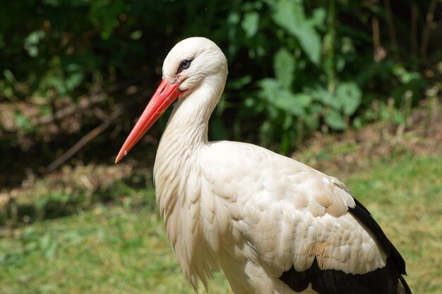 De witte ooievaar close-up op een zonnige dag