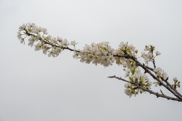 De witte pruimenbloesems staan in bloei