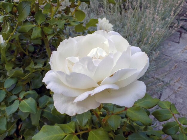 De witte roos in de tuin