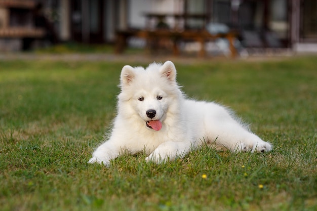 De witte schor zitting van puppysamoyed op het gras