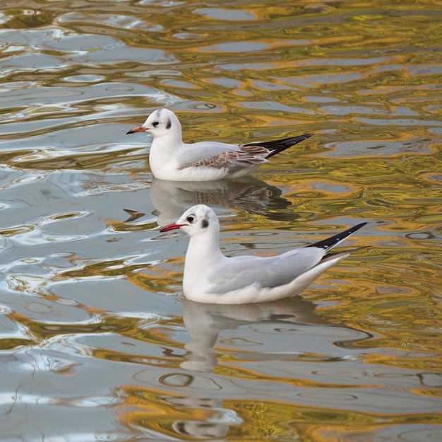 de witte zeemeeuwvogel in het water in het meer